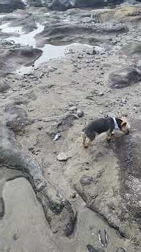 Where did the sand go? 🤫🤔 #godspower #travelshorts #ocean #travel #puppylove #puppy #doglife #dog