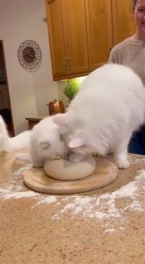 Kitten baker: tiny Turkish Angora kneads dough while mom cat supervises