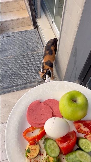 Cats can have a little salami, as a treat.