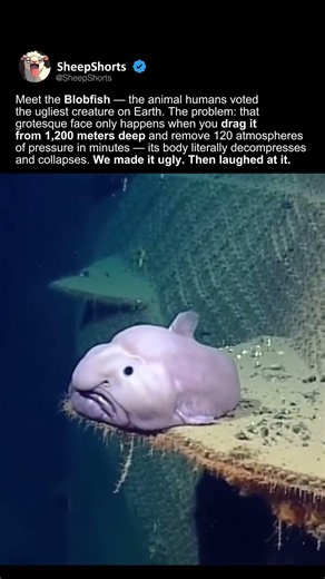 THE WORLD’S UGLIEST FISH ISN’T UGLY.