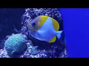 Pyramid Butterflyfish | Singapore Oceanarium