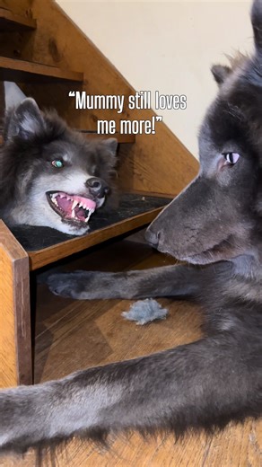 Funny Wolf Dog Moments to Brighten Your Day