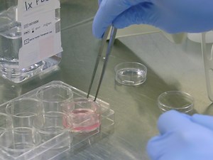 A Mimic of the Tumor Microenvironment: A Simple Method for Generating Enriched Cell Populations and Investigating Intercellular Communication