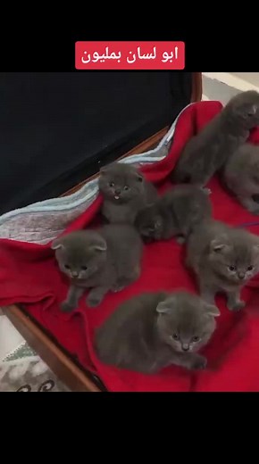 Adorable Fluffy Kittens Playing Together