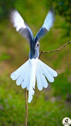 8K Ultra Realistic Forest Bird in Slow Motion Cinematic Wildlife Feather Physics #8kwildlife