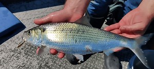 Historic James River provides glimpse at what Virginia once was and could be again