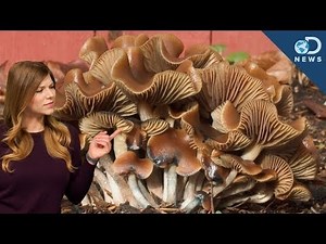 How Do Magic Mushrooms Expand Your Mind?
