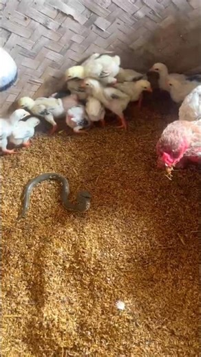 Mother hen protects her 15 chicks from alien creatures #birds #nest #국립생물자원관 #animals