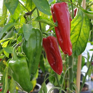Love Growing Marconi Peppers - Red and Green! - GardensAll - GARDENING