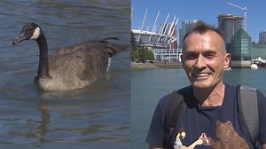 Call it a goose break! Prison Break's Robert Knepper releases Canada goose he helped save. Read more: www.cbc.ca/1.3728716 | CBC Vancouver