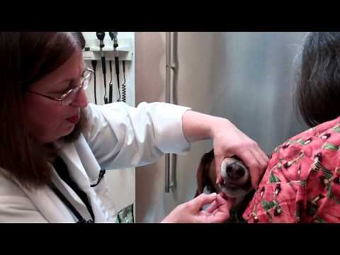 How To Give A Dog A Pill