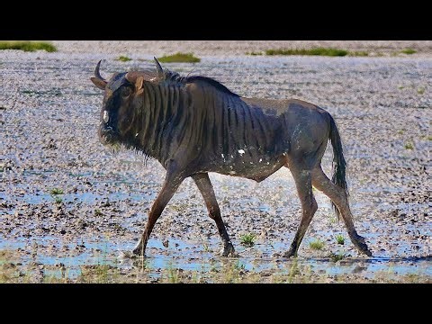 Forest Wildlife in 4K – Peaceful Animals & Nature Sounds