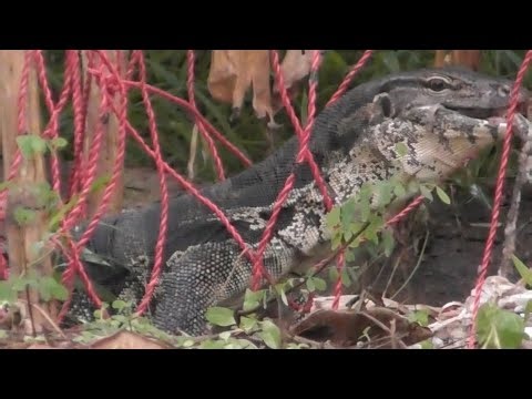 This is what happens when a monitor lizard has entered a trap and then we target it or chase it.