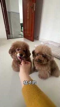 装作家里有三只狗，邻居都被骗了