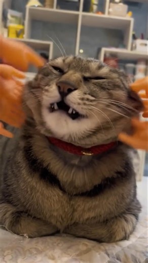 Funniest Cats You'll See Today – Cute & Hilarious Cat Moments, Funny Cat Videos Compilation