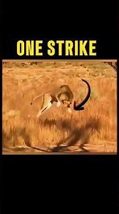 The Lion Ambushed by Black Mamba… A Tragic Ending