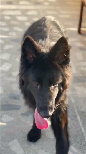 Long coats German shepherd dog. #germanshepherdpuppies #germanshepherd #germanshepheard