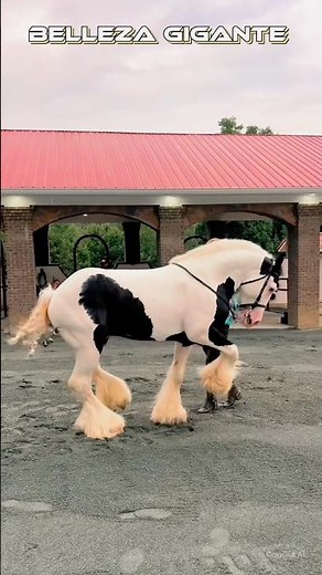 "La majestuosidad de un gigante pinto 🐴✨" #shorts #caballos #pasofino #horse #percheron #vaqueros