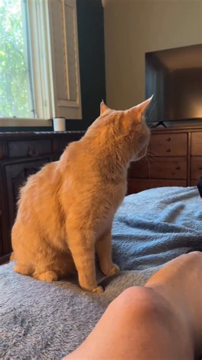 12K views · 4.4K reactions | My cat is literally my best friend. ❤️ #mycat | Justin Plain Jones | Facebook