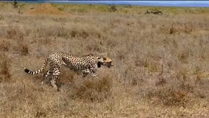 FEELING THE HEAT. ☀️🌡️ Cheetahs spend most of their time sleeping and they are minimally active during the hottest portions of the day. They prefer shady spots and will sleep under the protection of large shady trees. 🎥 @donnawjensen #cheetah #cheetahfacts #bigcat #wildlifesafari #mugiecamp #ekoriansmugiecamp #laikipiatravel #safariafrica #africasafari #wilderness #wildernesslife | Ekorian's Mugie Camp