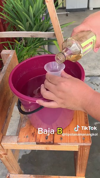 Tutorial Menanam Kangkung Sistem Wick Hidroponik