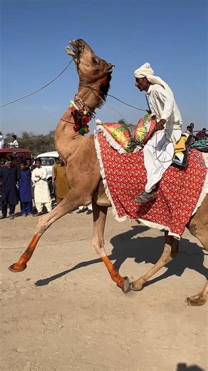 سباقُ الجمال في مهرجانِ الصحراء مع الأصوات الحية