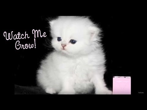 Watch a Persian Kitten Grow! Doll Face Teacup Persian Kittens For Sale at CatsCreation.com!