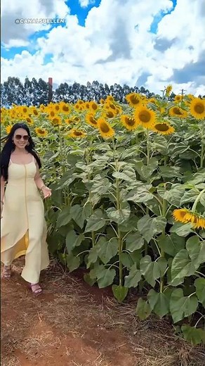 🌻 A Sea of ​​Sunflowers Near Londrina! 🌻