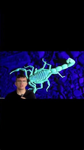 Escorpiones: ¿dónde viven y te puedes encontrar a los escorpiones?