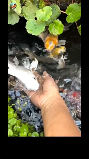 🫶💕 Feeding the butterflyfish #aquarium #butterflyfish #tranding #fishkeeping
