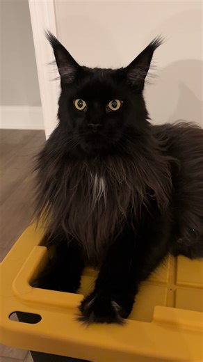 Maine Coon Cat Dietary Preferences Explained