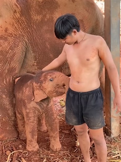 Playful Baby Elephant and Keeper Bonding Moments