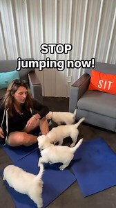 Jumping doesn’t mean your puppy is bad… it just means they’re excited. But here’s the thing: you can teach calm without a single “no” or correction. And the earlier you start, the faster it works. 👇🏼 Here’s how I teach it — and why it works: HOW TO DO IT 🔹 Sit calmly — don’t talk or cue 🔹 If they jump → wait it out 🔹 If paws come off → “yes” and small reward 🔹 Repeat across several sessions 🔹 For older puppies: use a low chair and mark when they choose not to jump WHY IT WORKS 🔹 Jumping 