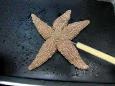 Sea Star Anatomy Part 1