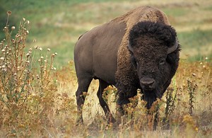 How Native Americans Used the Buffalo — Frontier Life