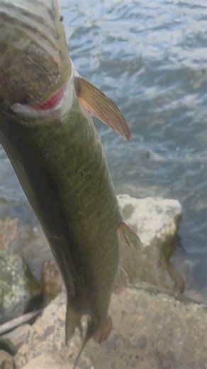 Muskie Eats My Lure And A Trout