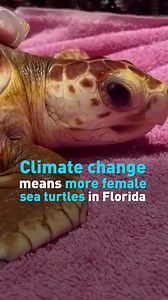 9.5K views · 16 reactions | Climate change is causing more female sea turtles to be born. The gender of these animals is depended on the temperature of the sand the eggs are buried in. But with Florida experiencing more heatwaves, the future of this species could be in trouble. #GAI #seaturtle #turtle #ocean #climatechange #environment #cgtnamerica | CGTN | Facebook