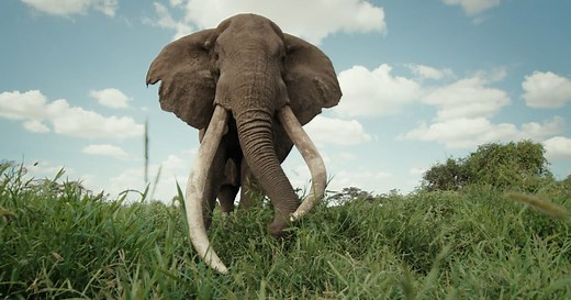 NATURE: Tusker: Brotherhood of Elephants