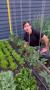 It’s garden planning season, and one of the most important improvements we think you can make for the health of your vegetables garden is to add drip irrigation on an automated timer. 💦💧 Check out our YouTube video on how to set up a simple, cost effective system in your garden! Link in bio, or: https://youtu.be/4ZCAymjG1JQ?si=fNZl-2TuhpX4Tvg4 . . . #dripirrigation #irrigationsystem #vegetablegarden | Seattle Urban Farm Company