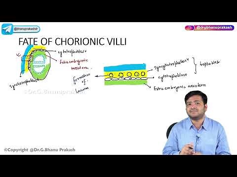 12. Placenta (Part 1): Embryology