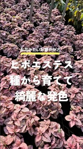 Growing Hypoestes from Seed for Vibrant Color