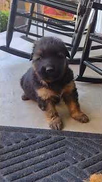 Das Meyer Haus German Shepherds Puppy starts howling @ 4 weeks old Adorable