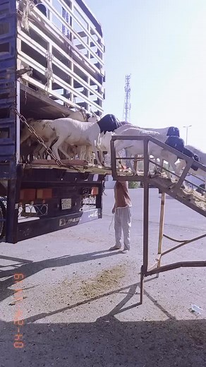 Goats Transported on a Multi-Level Trailer