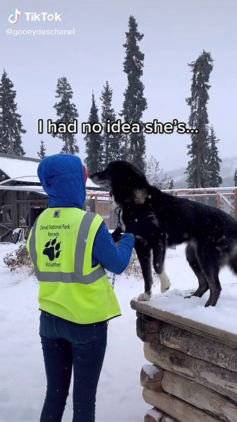 Howling Husky Sled Dog Tours in Alaska