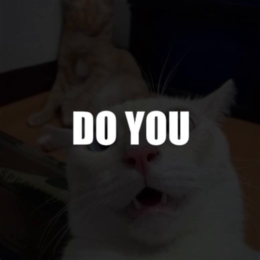 Do you recive my echo #cat #fyp #meme #comment #CapCut