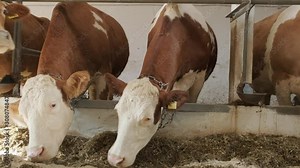Modern farm cowshed with milking cows eating hay
