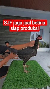 SJF also sells ready-to-produce females. #chicken #importedchicken #bangkokchicken