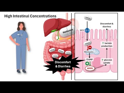 Why Metformin Upsets Your Gut | Pharmacology Explained