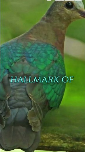 Beautiful Common Emerald Dove | Stunning Tropical Bird in Action"🐦💚 #birds #shotrs