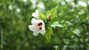 Hibiscus syriacus or Rose of Sharon, White Satin with red eye and foliage on nature background in macro, soft. Elegant flower with water drops or dew in early morning. High quality FullHD footage